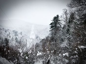 Trees on snow covered land against sky