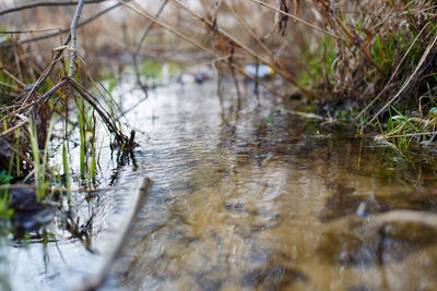 Close-up of grass in water