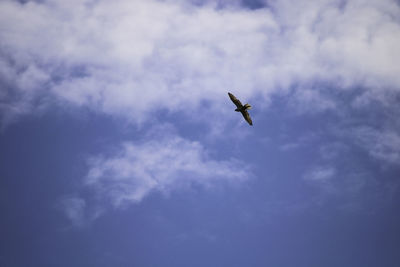 Low angle view of bird flying against sky