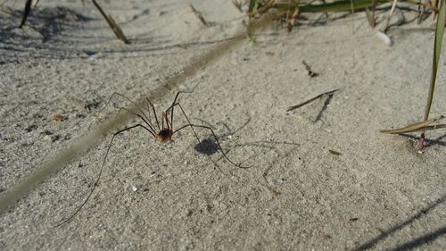 High angle view of insect