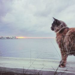 Cat looking up