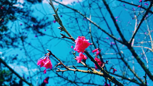 Low angle view of red flowers on tree during winter