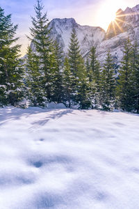 Snow covered trees in forest