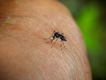 Aedes aegypti, the yellow fever mosquito biting on a man