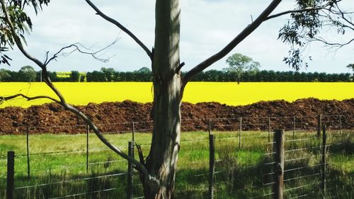 Scenic view of field against sky