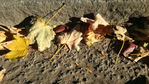 Close-up of fallen maple leaves