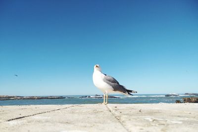 Seagull perching on a beach