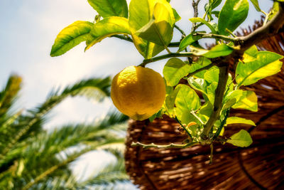 Close-up of fruit growing on tree