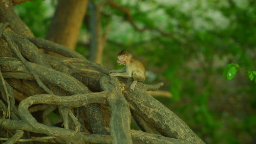 Bird perching on a tree