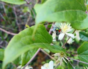 Close-up of bee on flower