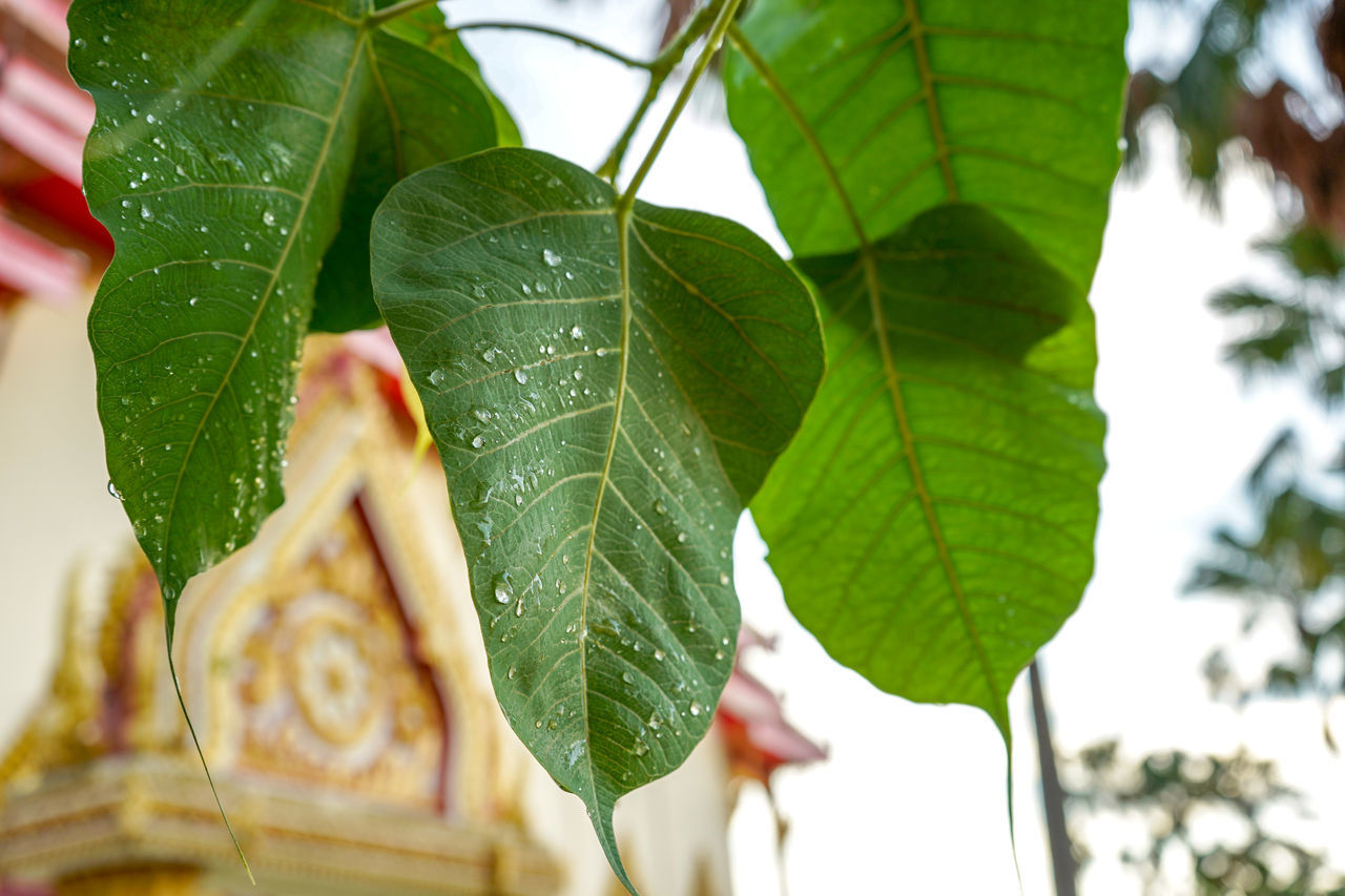 CLOSE-UP OF LEAVES ON PLANT