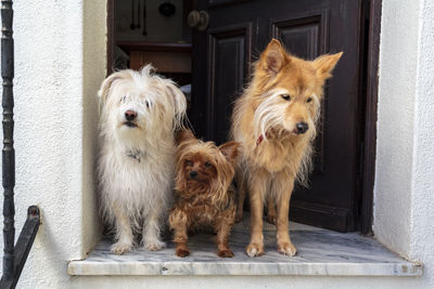 Three dogs at the doorstep