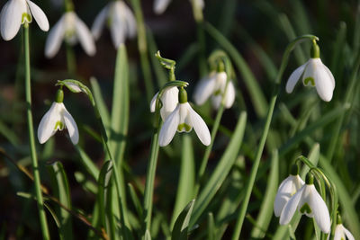 Close-up of white flowering plants