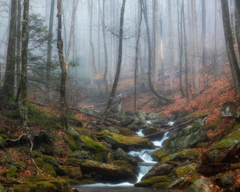 Scenic view of waterfall in forest