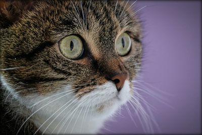 Close-up portrait of cat