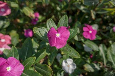 Close-up of pink flowering plant