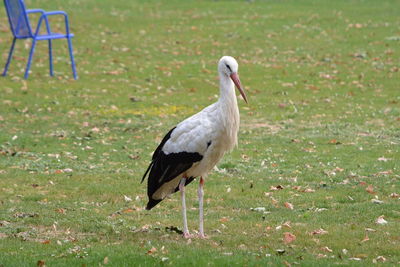 Duck on a field