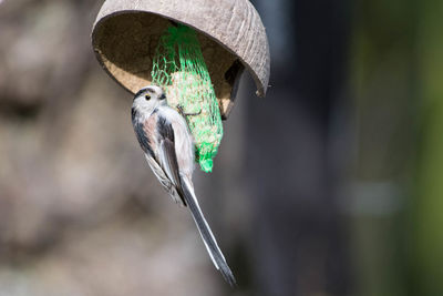 Close-up of bird perching on feeder