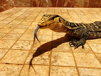 Close-up of a lizard on the wall