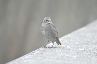 Bird perching on railing