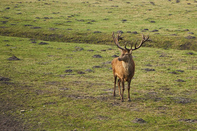 Deer in a field