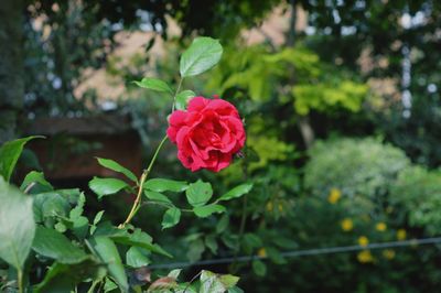 Close-up of pink rose