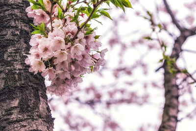 Low angle view of cherry blossoms in spring