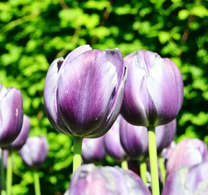 Close-up of purple tulips blooming outdoors