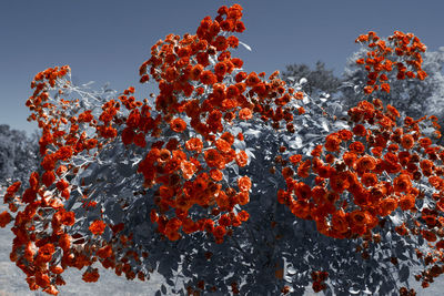 Low angle view of flowering plant against orange sky