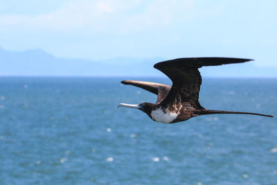 Magnificent frigatebird bird flying over the sea
