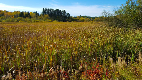 Scenic view of field against sky