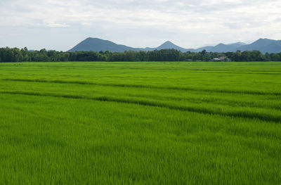 Scenic view of agricultural field against sky