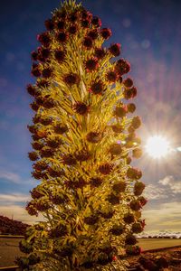 Low angle view of cactus plant against sky during sunset