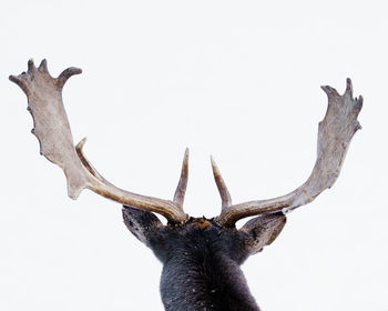 Low angle view of deer against clear sky