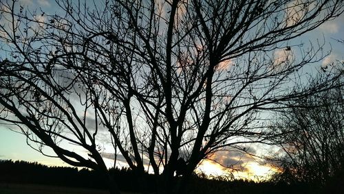 Silhouette tree against sky during sunset