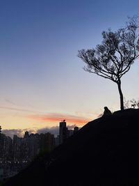 Silhouette tree and buildings against sky during sunset