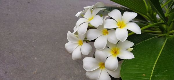 Close-up of white flowering plant