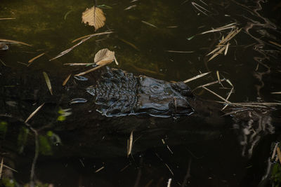 View of birds swimming in lake