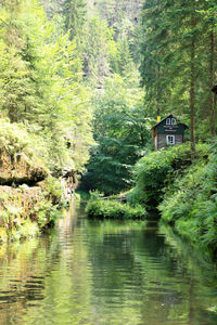 Scenic view of lake amidst trees and plants in forest