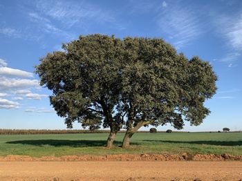 Tree on field against sky