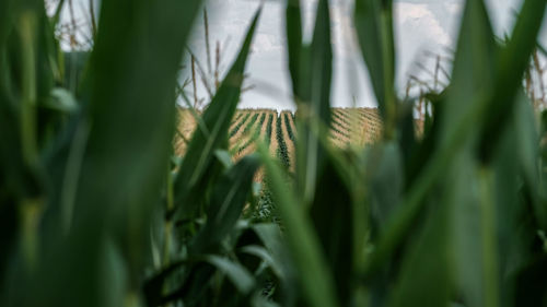 Close-up of fresh crop in field