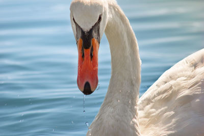 Close-up of swan swimming in lake