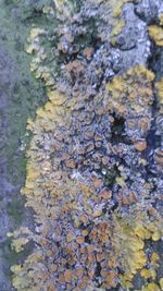 Full frame shot of lichen on tree trunk