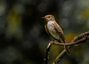 Close-up of bird perching on branch