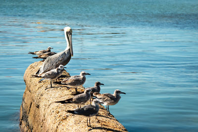 Seagulls perching on rock in sea