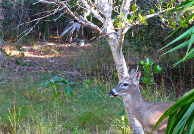 Deer in a forest