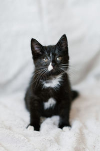 Cute black with white spots little cat sitting on the couch