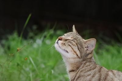 Close-up photo of a cat sitting in the garden and smelling the air