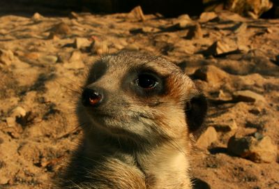 meerkat