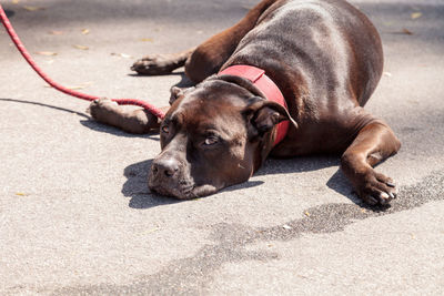 Close-up of dog